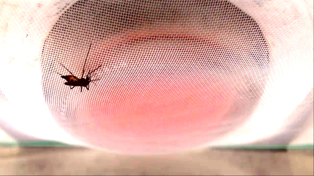 Mosquito perched upside down on a reddish bag covered in white mesh.