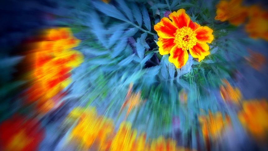 Out of focus flowers in hyper reality