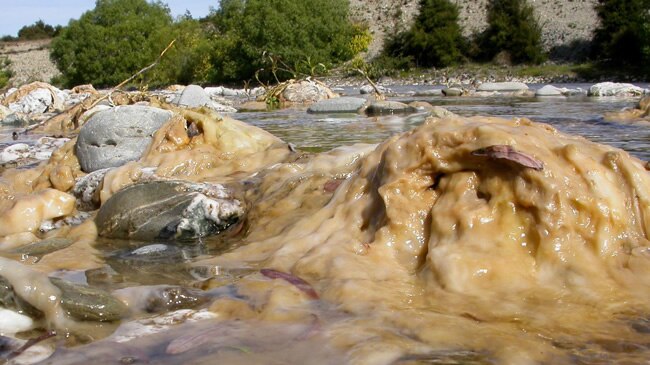 A brown, slimy looking algae covering rocks in a creek.