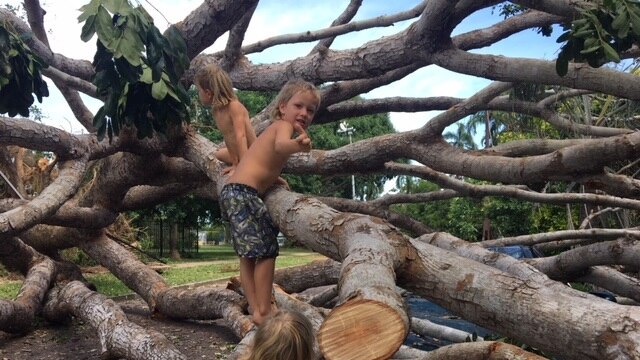 Three children play on a tree that fell during the Tropical Cyclone Marcus.