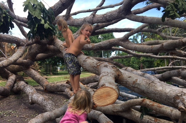 Three children play on a tree that fell during the Tropical Cyclone Marcus.