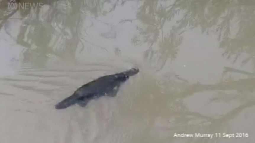 Platypus swims along Moggill Creek