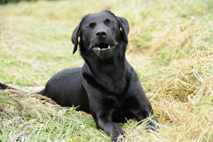 A black labrador sneezing while lying in grass