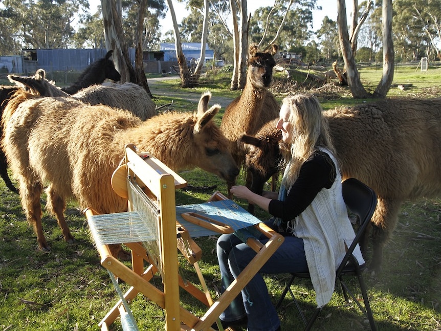 Prue Simmons weaving surrounded by her llamas.