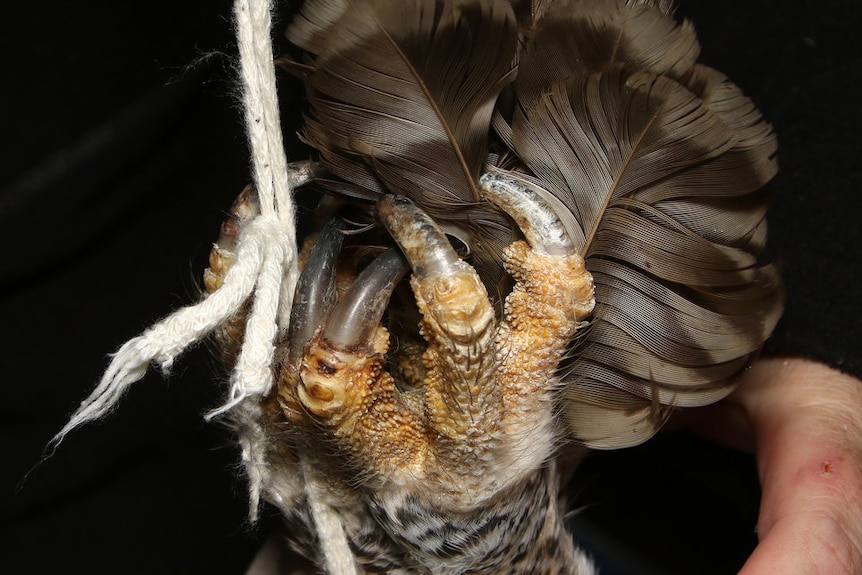 Close up of owl talons as it gets weighed