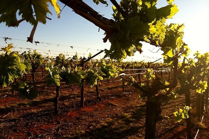 Hunter vignerons have celebrated AGL's exit from wine country