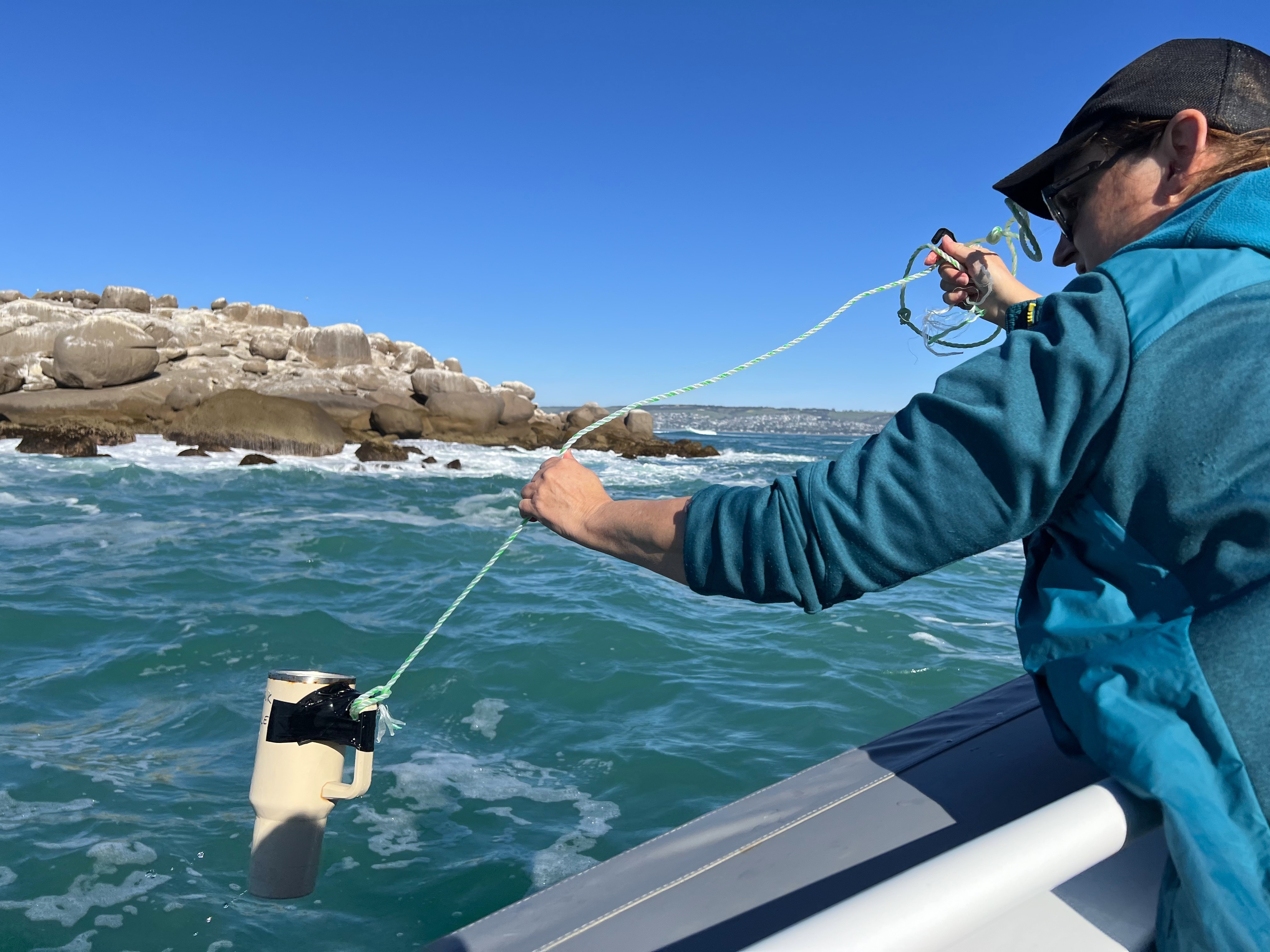 Citizen scientists maintain dolphin vigilance amid bird flu threat