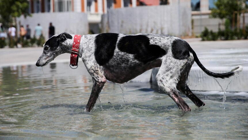 A black-and-white dog wearing a red collar cools off in a fountain