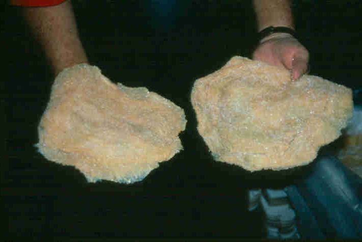 Two cream coloured pancake-looking items held in a man's hands.