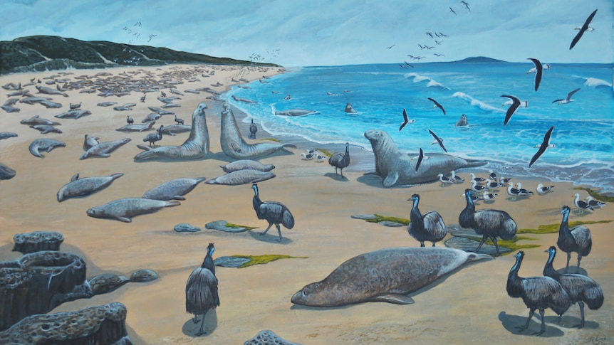 An illustration of elephant seals and dwarf emus on a beach in 1802. 