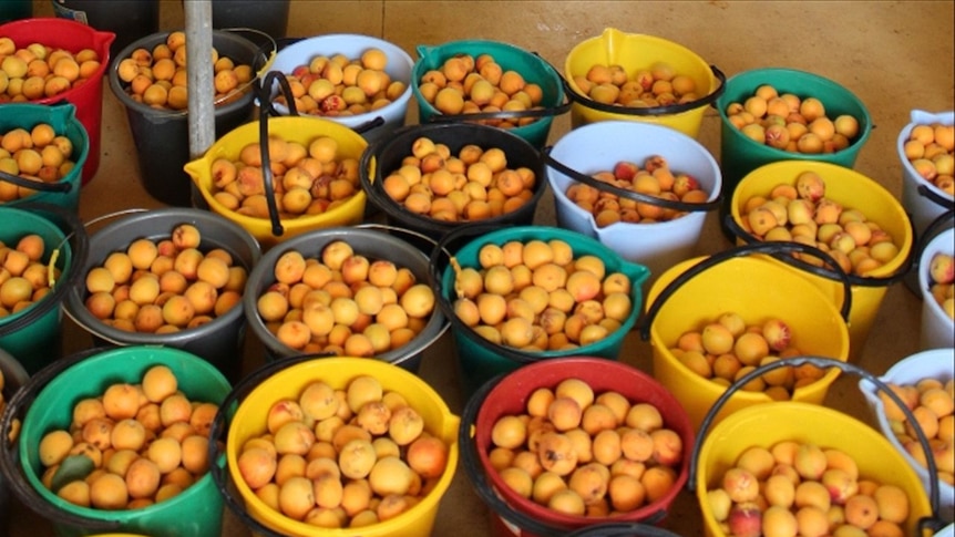 Second NSW business fined for selling toxic apricot kernels as food