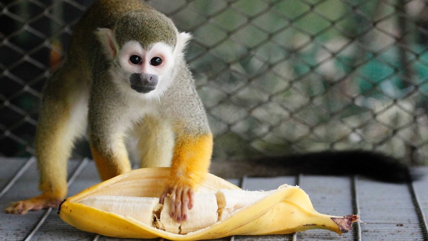 A squirrel monkey eats a banana