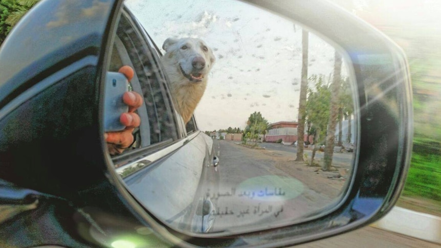 A white German Shepherd is seen poking its head out of the window in the side mirror of a car.