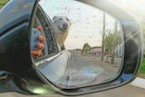 A white German Shepherd is seen poking its head out of the window in the side mirror of a car.