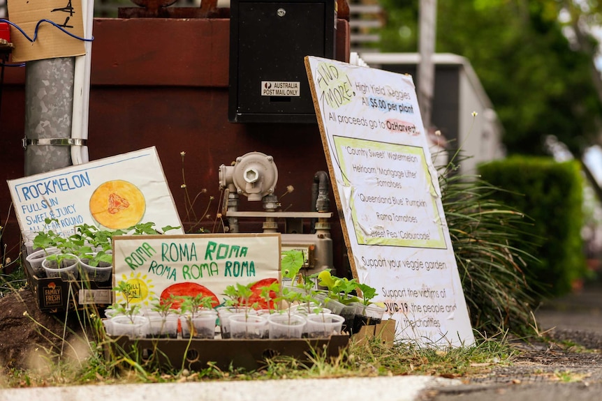 Seedlings for sale for a DIY vegetable garden.