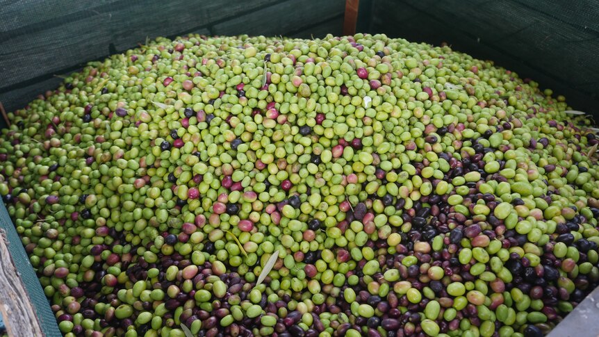 A large bin of mixed green and black olives sits ready to be pressed and their oil extracted 