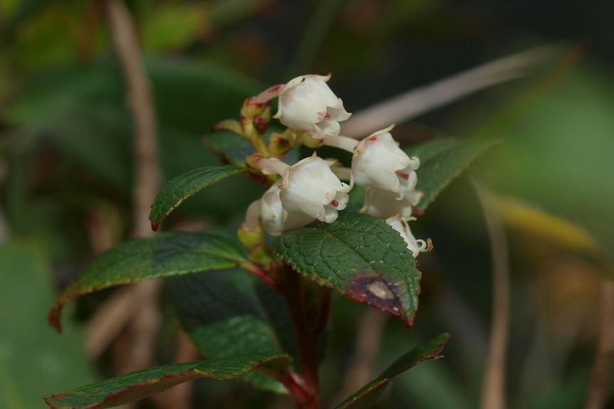 A close-up image of the pink flowers on the rare Green Waxberry plant.