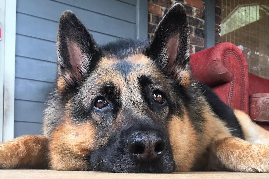 Veronica the German shepherd lays on the ground