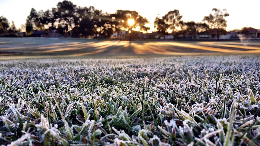 Frost covers grass in a park with the sun rising behind trees in the distance.