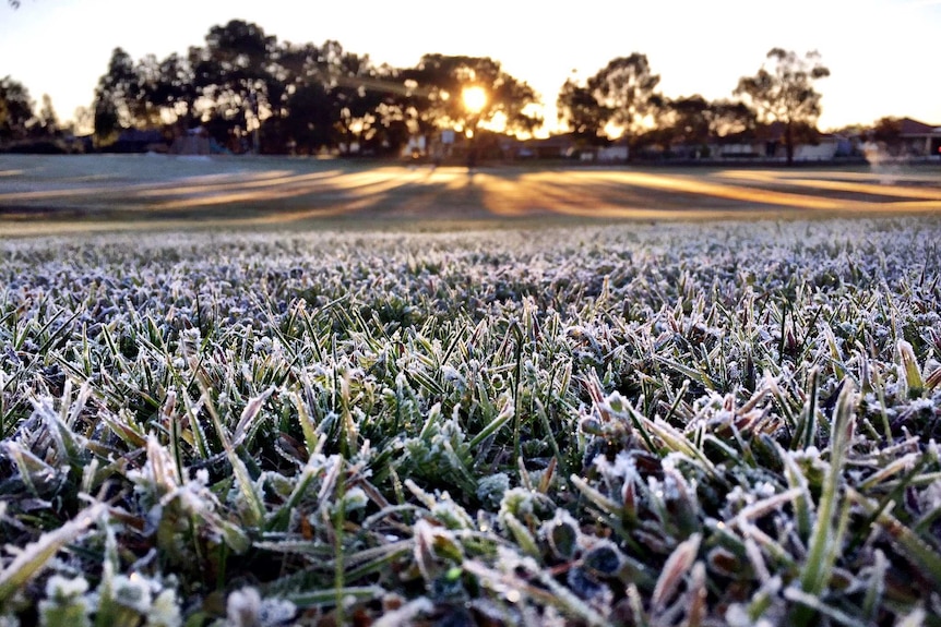 Frost covers grass in a park with the sun rising behind trees in the distance.