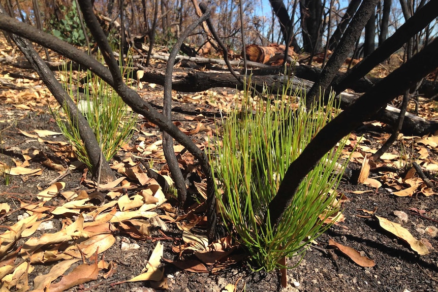 Green shoots after a bushfire at Scott Creek Conservation Park.