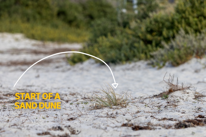 A photo of a small vegetation on the beach with an arrow and text stating that this is a start of a sand dune formation