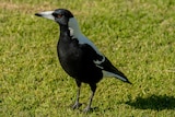 A magpie with black and white feathers stands on a patch of green grass