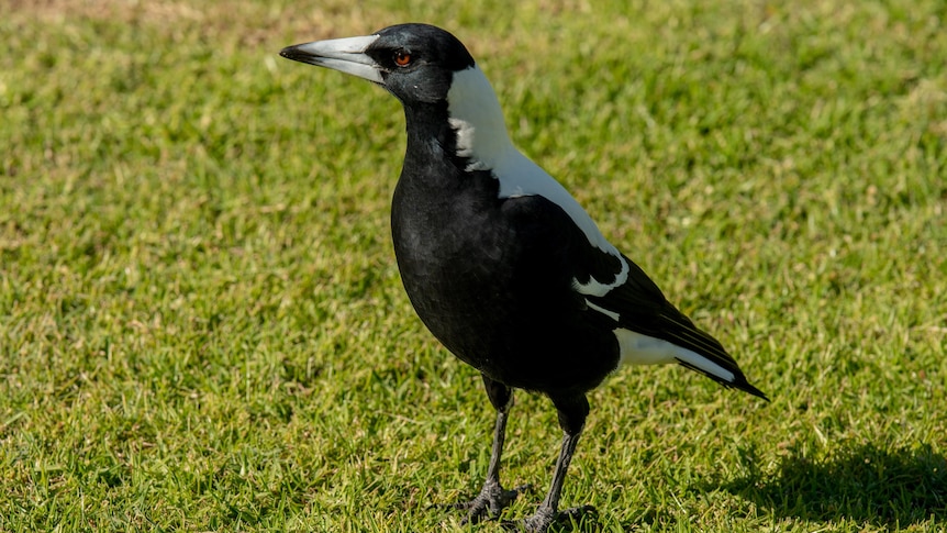 A magpie with black and white feathers stands on a patch of green grass