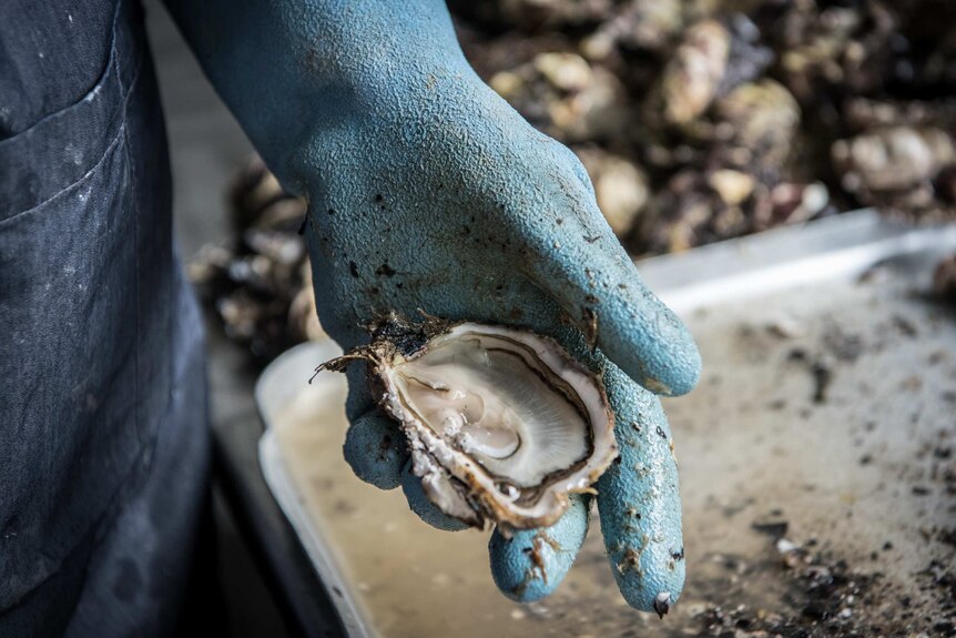 A gloved hand holding oysters from the farm.