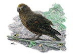 Illustration of New Zealand's giant parrot
