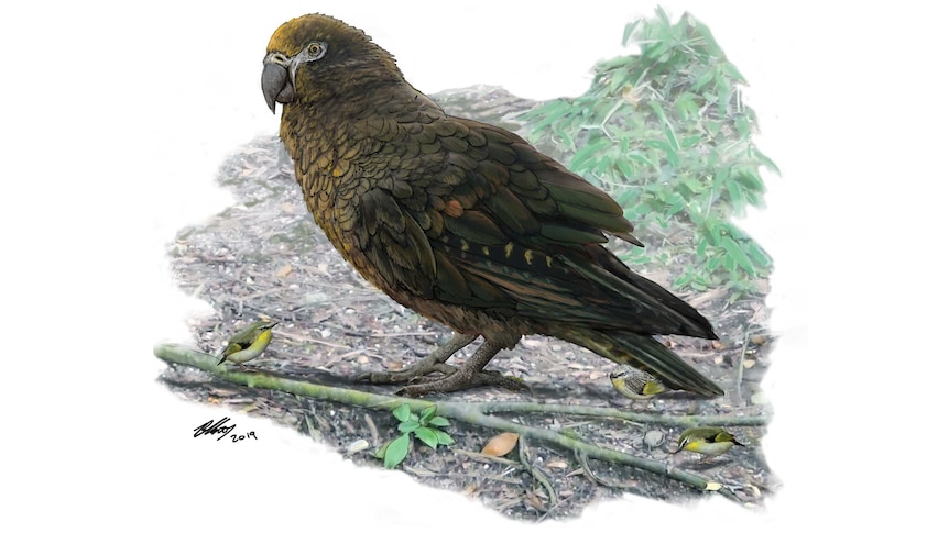 Illustration of New Zealand's giant parrot