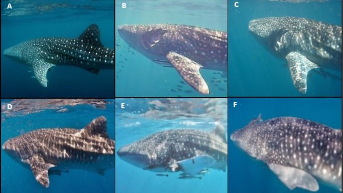 Pictured are whale sharks injuries documented in a new study