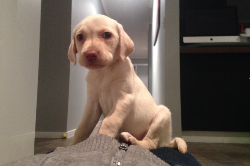 Sasha the puppy was stolen from a home in Croydon Hills.