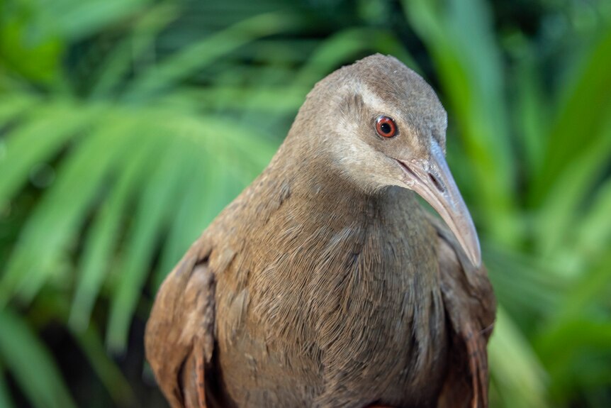 A medium sized brown bird, with a long brown beak.