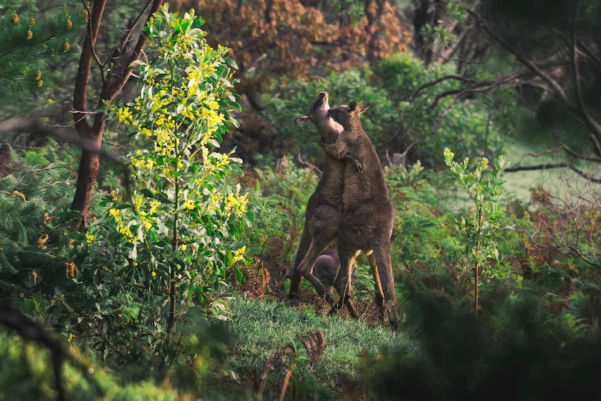 Two kangaroos stand up against each other in the bush.