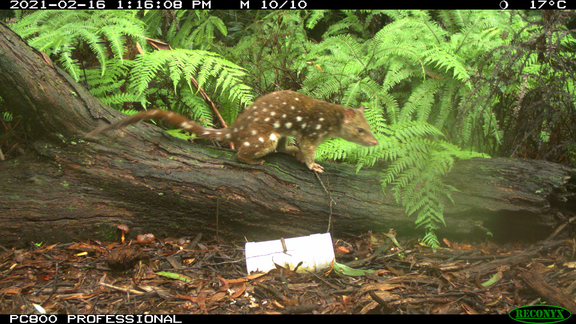 A quoll caught on camera.