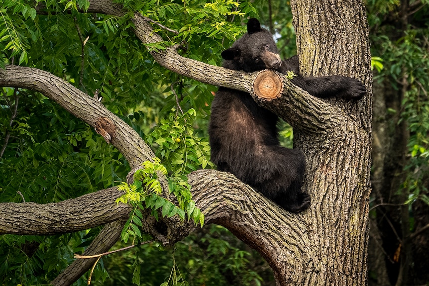 A black bear is seen sitton on a branch, resting its head on a higher branch and hugging the tree trunk