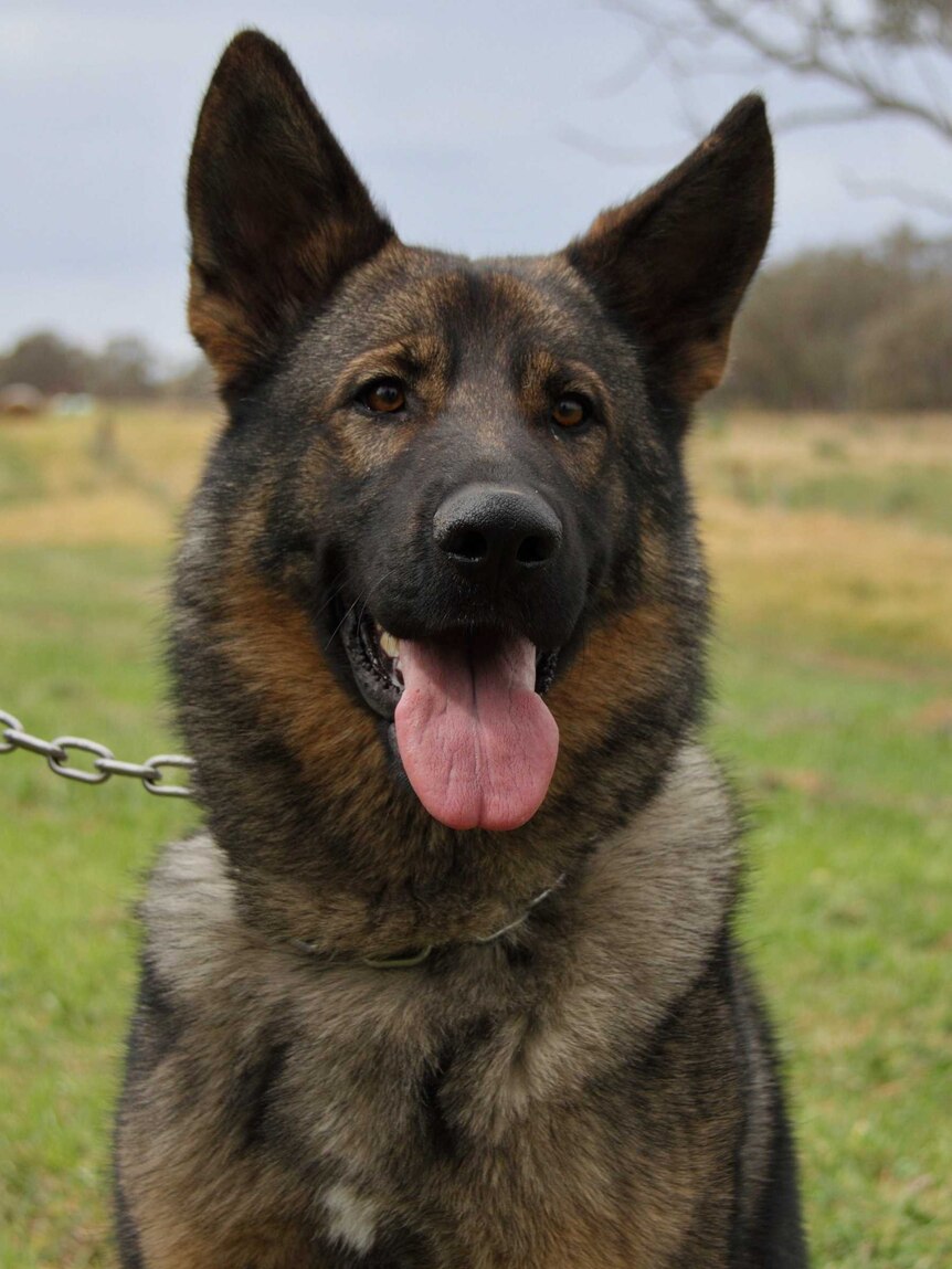 Police dog Mojo dies in the line of duty