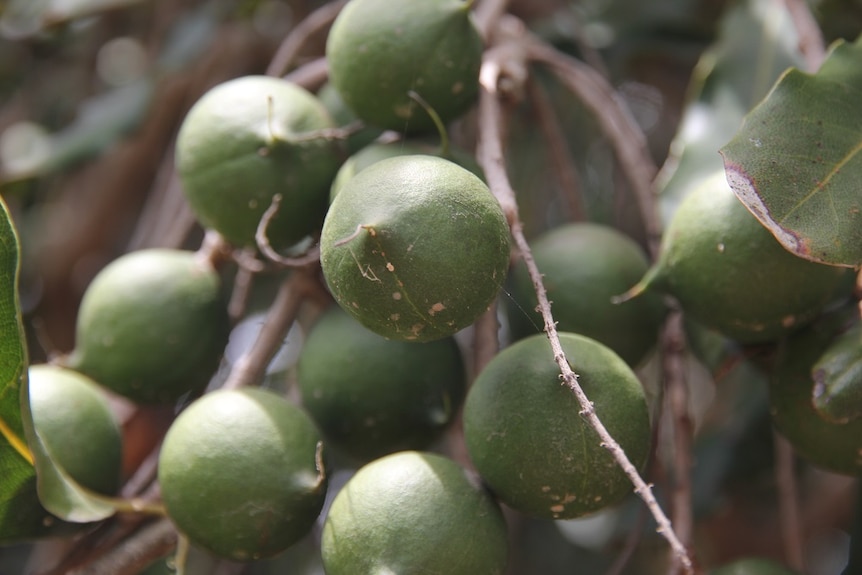 A close up of green macadamias hanging on a branch.