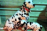 Dalmatian in pen with black and white spotted lamb.