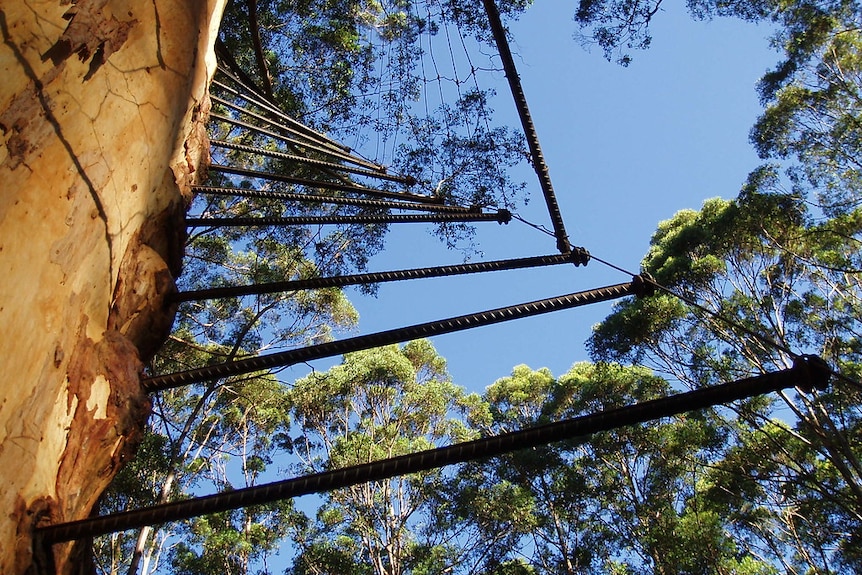 Looking up the side of a large tree towards the side. The tree has pegs in the side of it. 