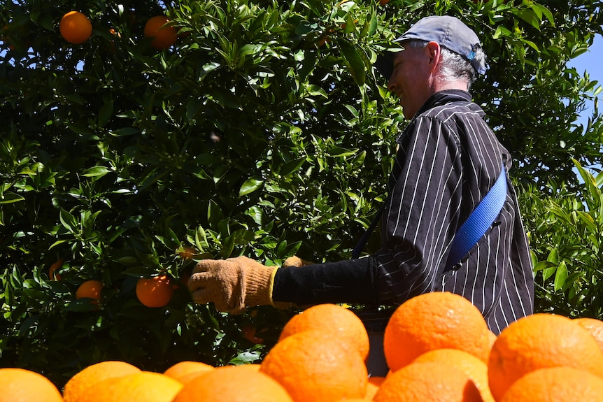 a man picking oranges outdoors on a farm