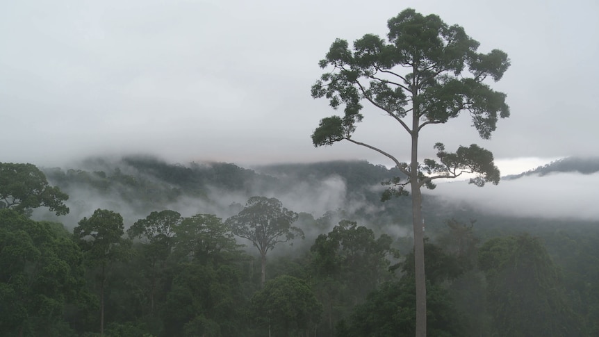 A gum tree in the foreground, low cloud hangs in a valley in the background