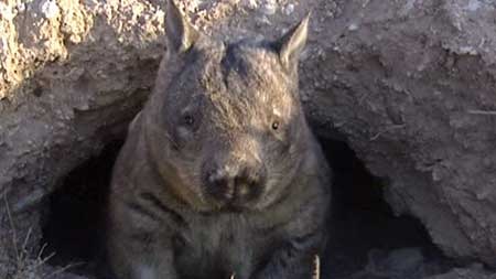 Scientists battle to save hairy-nosed wombats