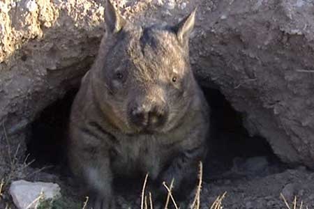 Scientists battle to save hairy-nosed wombats