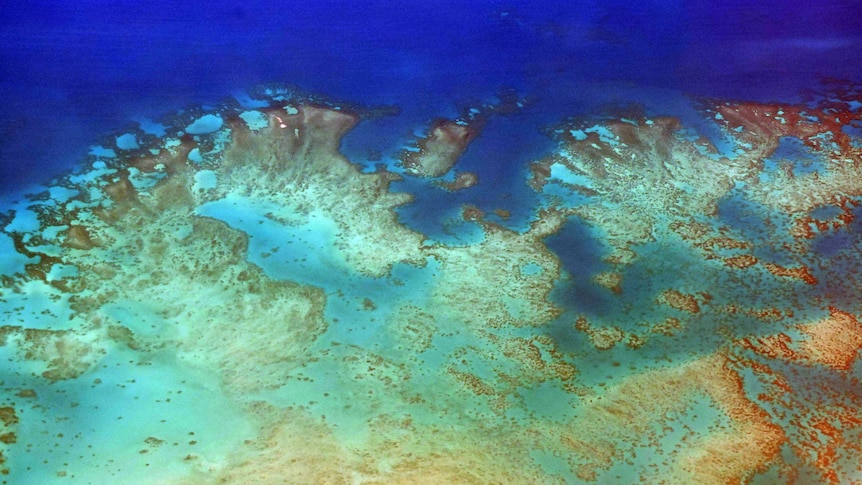 Aerial photo in September 2017 of a portion of the Great Barrier Reef off the coast of Cairns, Queensland, Australia. Parts of the reef have been subjected to a bleaching event which can damage the coral. Above-average sea water temperatures caused by global warming have been identified as a leading cause for coral bleaching worldwide. Between 2014 and 2016, the longest global bleaching events ever were recorded. In 2016, bleaching of coral on the Great Barrier Reef killed between 29 and 50 percent of the reef's coral.