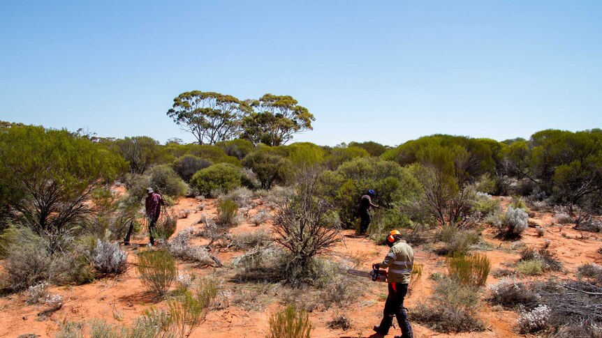 The Goldfields rangers cutting branches to be laid across floodways to prevent erosion.