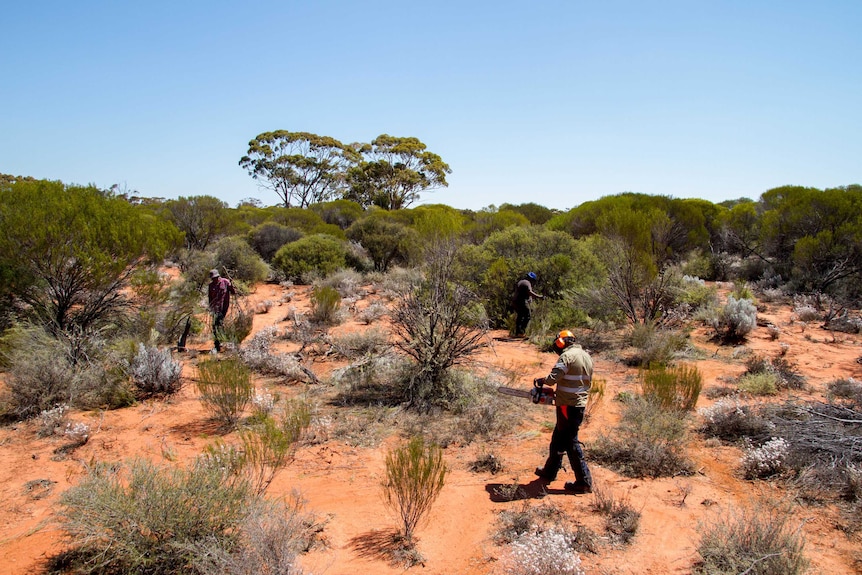 The Goldfields rangers cutting branches to be laid across floodways to prevent erosion.