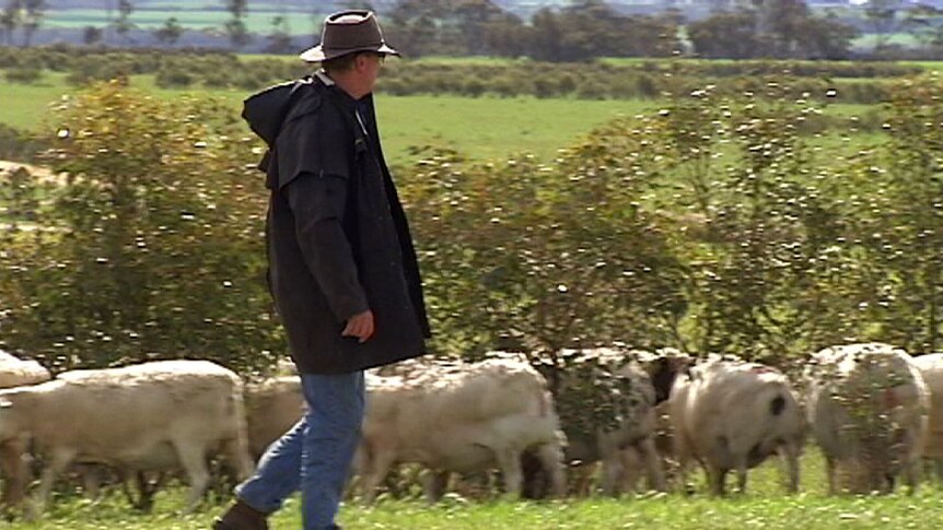 Keith Wilson inspects his sheep
