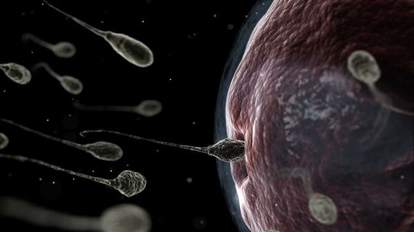 An illustration depicting sperm and an egg.